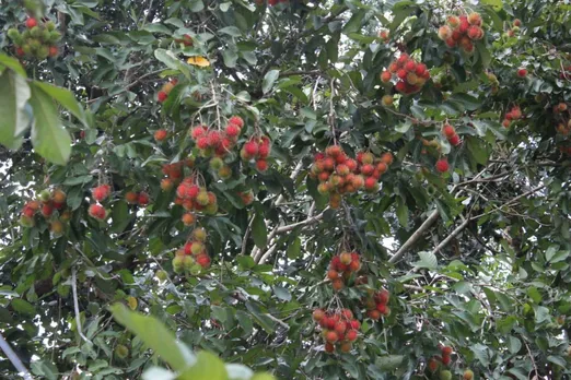ബഡ്ഡിങ് അല്ലെങ്കിൽ ഗ്രാഫ്റ്റിംഗ് വഴി റംബുട്ടാൻ നട്ടുവളർത്തുക യാണെങ്കിൽ രണ്ട് മൂന്നുവർഷത്തിനുള്ളിൽ പൂക്കുകയും കായ്ക്കുകയും ചെയ്യുന്നത്
