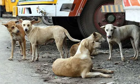 നായ കടി തുടങ്ങും മുൻപ് നടപടി വേണമെന്ന് പാലാ നഗരസഭയോട് പൗരാവകാശ സമിതി
