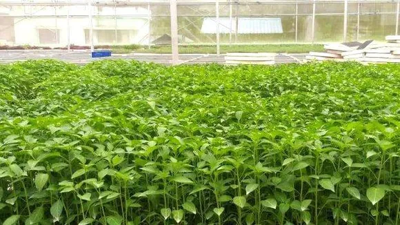 ഞീഴൂർ കൃഷിഭവനിൽ 5 ഇനം പച്ചക്കറി തൈകൾ വിൽപ്പനക്ക്