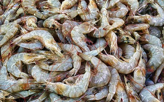 കഴിഞ്ഞ മൂന്ന് ദിവസത്തിനിടെ വാങ്ങിയ ഇന്ത്യയില്‍ നിന്നെത്തിക്കുന്ന ചെമ്മീന്‍ ഉപയോഗിക്കരുതെന്നു ഖത്തര്‍ ആരോഗ്യമന്ത്രാലയം