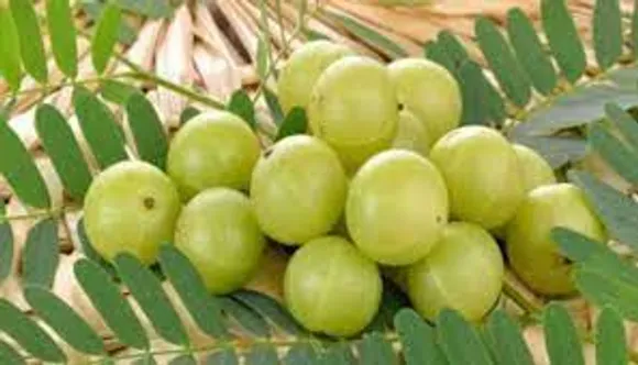തുമ്മൽ, ജലദോഷം തുടങ്ങിയ പ്രശ്നങ്ങൾ മാറ്റാൻ ദിവസവും കഴിക്കേണ്ടവ ഇതൊക്കെയാണ്..