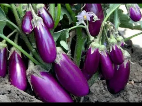 വഴുതനങ്ങ അഥവാ കത്തിരിക്ക കൃഷി: അറിഞ്ഞിരിക്കേണ്ട കാര്യങ്ങള്‍