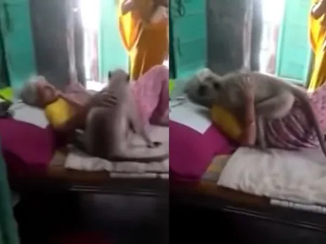 അന്നദാതാവ് അസുഖം മൂലം കിടപ്പിലായി;  ദിവസങ്ങളായി കാണാതിരുന്നതോടെ വീട്ടമ്മയെ തേടിയെത്തി കെട്ടിപ്പിടിച്ച് ഉമ്മ നല്‍കി ലങ്കൂര്‍;  മനുഷ്യരും മൃഗങ്ങളും തമ്മിലുള്ള സ്‌നേഹം വ്യക്തമാക്കുന്ന വൈറല്‍ വീഡിയോ !