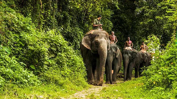 കോടനാട്ടിലെ മൃഗങ്ങളുടെ 'അഭയാരണ്യ'ത്തിലേക്ക് വിനോദ സഞ്ചാരികളുടെ പ്രവാഹം