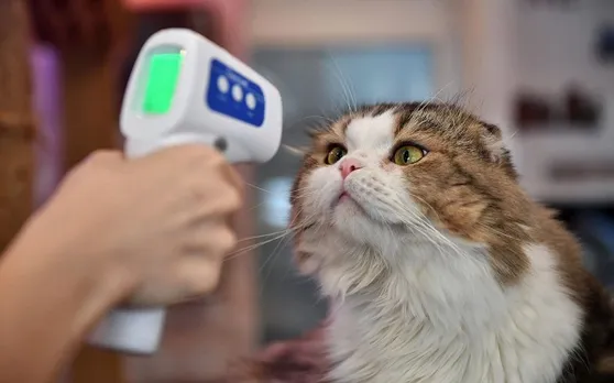 യുകെയില്‍ പൂച്ചയ്ക്ക് കൊവിഡ് സ്ഥിരീകരിച്ചു; യുകെയില്‍ വളര്‍ത്തുമൃഗങ്ങളില്‍ രോഗം സ്ഥിരീകരിക്കുന്നത് ഇതാദ്യം !