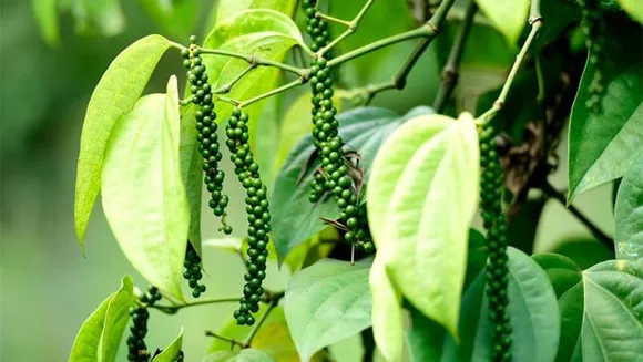 കുരുമുളക് കൃഷി ചെയ്യുമ്പോള്‍ അറിയേണ്ട കാര്യങ്ങള്‍