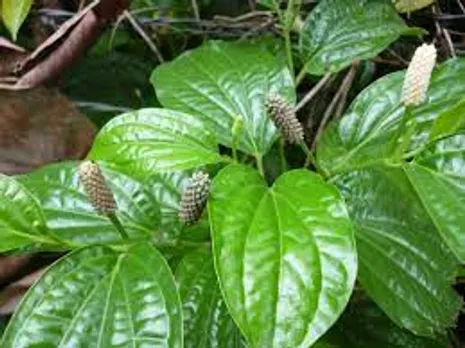 ചുമ, ജലദോഷം, പനി തുടങ്ങിയ പ്രശ്നങ്ങൾക്ക് വീട്ടിൽ തന്നെ ചെയ്യാവുന്ന ചില മറുമരുന്നുകൾ പരിചയപ്പെടാം..