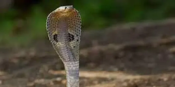 വീട്ടില്‍ ഉറങ്ങിക്കിടന്ന രണ്ടു കുട്ടികള്‍ക്ക് പാമ്പു കടിയേറ്റ് ദാരൂണാന്ത്യം