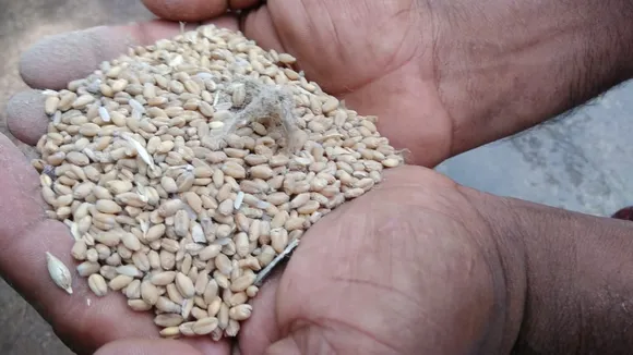 ഗോതമ്പില്‍ നിന്നും മണ്ണും പൊടിയും മലിനവസ്‌തുക്കളും