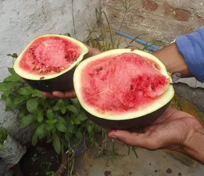 തണ്ണിമത്തന്‍ ! തമിഴ് നാട്ടില്‍ നിന്ന് ഒരു മാരകവിഷം കൂടി മലയാളിക്ക് !!