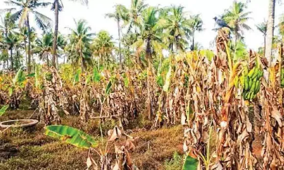 കൊടും ചൂടില്‍ സംസ്ഥാനത്ത് നശിച്ചത് 634.77 ഹെക്ടര്‍ കൃഷി