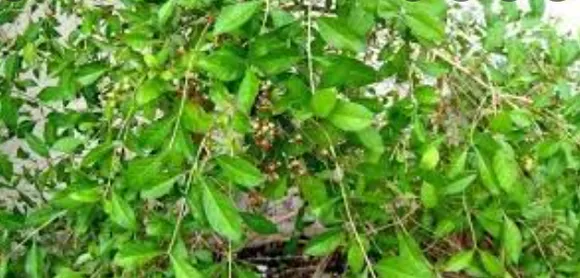 മൈലാഞ്ചി കൃഷിയുടെ പ്രയോജനങ്ങൾ