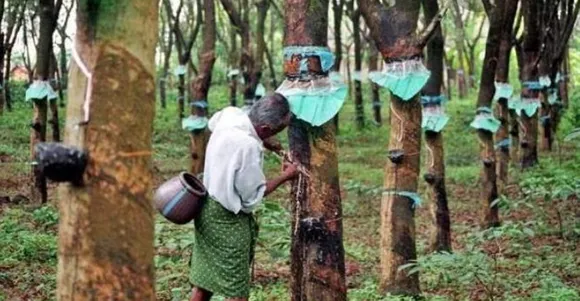 റബർ കർഷകർക്കുള്ള സബ്‌സിഡി വിതരണം ചെയ്യണം - സംസ്ഥാന സ്വതന്ത്ര കർഷക യൂണിയൻ