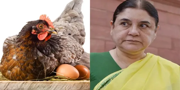 'മുട്ട കോഴിയുടെ ആര്‍ത്തവ രക്തം'; കുട്ടികള്‍ക്ക് മുട്ട കൊടുക്കരുതെന്ന് മനേകാ ഗാന്ധി, ട്രോള്‍