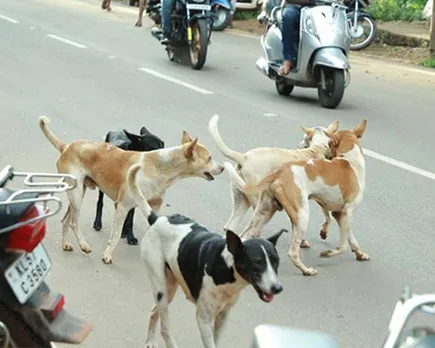 തെരുവ് നായ ശല്യം പരിഹരിക്കാന്‍ നാളെ ഉന്നത തല യോഗം, തിരുമാനങ്ങള്‍ സുപ്രിം കോടതിയെ അറിയിക്കും
