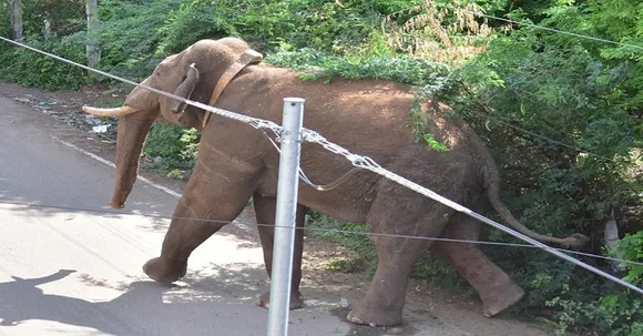 തമിഴ്നാട് വനം വകുപ്പിന് പിടികൊടുക്കാതെ അരിക്കൊമ്പൻ; ഷൺമുഖ നദിക്കരയിൽ ചുറ്റിക്കറങ്ങുന്നു, ഡാമിൽ വെള്ളം കുടിക്കാനെത്തിയെത്തിയ  ആനയെ കണ്ടെന്ന് നാട്ടുകാർ