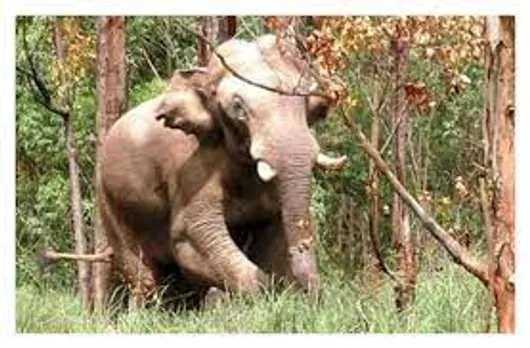 അരിക്കൊമ്പൻ ആരോഗ്യവാ​നാണെന്ന് തമിഴ്നാട് വനംവകുപ്പ്