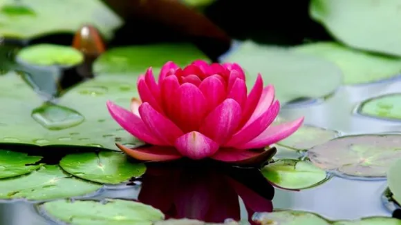 രാജ്യത്ത് ഇതുവരെ താമരക്ക് ദേശീയ പുഷ്‌പം പദവി നൽകിയിട്ടില്ലെന്ന് കേന്ദ്രസർക്കാർ: മയിലിനെ ദേശീയ പക്ഷിയായും കടുവയെ ദേശീയ മൃഗമായും അംഗീകരിച്ച് ഔദ്യോഗിക വിജ്ഞാപനം പുറപ്പെടുവിച്ചിട്ടുണ്ടെന്നും മന്ത്രി