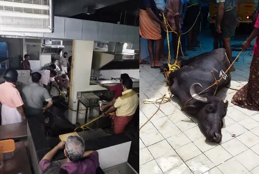 കാശാപ്പ് ശാലയിൽ വെട്ടുവാൻ കൊണ്ടുവന്ന പോത്ത് വെളിച്ചം കണ്ട് വിരണ്ടോടി, വെട്ടുകാരൻ വിയർത്തു!