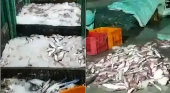 കൊല്ലം നീണ്ടകര ഹാര്‍ബറിൽ ഭക്ഷ്യസുരക്ഷ വിഭാഗത്തിന്റെ മിന്നൽ പരിശോധന; 500 കിലോ പഴകിയ മത്സ്യം പിടിച്ചെടുത്തു