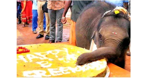 ആന ക്യാമ്പിലെ കുട്ടിയാനകൾക്ക് പ്രതിരോധ മരുന്നുകൾ നൽകണം - ആനപ്രേമി സംഘം പാലക്കാട് ജില്ലാ പ്രസിഡൻ്റ് ഹരിദാസ് മച്ചിങ്ങൽ ചീഫ് വൈൽഡ് ലൈഫ് വാർഡനും വനംവകുപ്പ് സെക്രട്ടറിക്കും പരാതി നല്കി