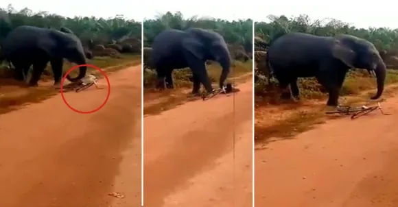 കാട്ടാനയുടെ പിടിയിൽ നിന്നു അദ്ഭുതകരമായി രക്ഷപെട്ട യുവാവ്; ഭയപ്പെടുത്തുന്ന ദൃശ്യം! 