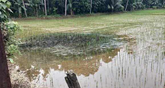 കോഴാ സ്റ്റേറ്റ് സീഡ് ഫാം വക നെല്‍പ്പാടത്തേയ്ക്ക് സാമൂഹ്യവിരുദ്ധര്‍ കക്കൂസ് മാലിന്യം നിക്ഷേപിച്ച് കൃഷി നശിപ്പിച്ചതായി പരാതി