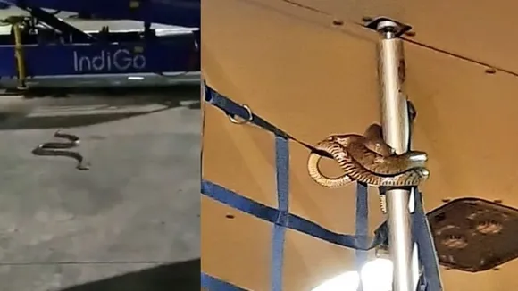 വിമാനത്തിനുള്ളില്‍ പാമ്പ് ! വീഡിയോ വൈറല്‍; സംഭവം കൊല്‍ക്കത്തയില്‍