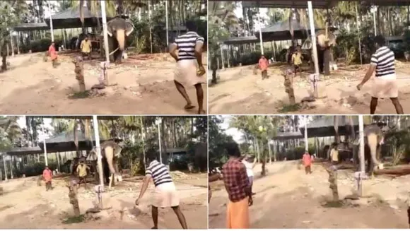 നിങ്ങള്‍ ആന ക്രിക്കറ്റ് കളിക്കുന്നത് കണ്ടിട്ടുണ്ടോ? ഇവന്‍ മിക്ക അന്തരാഷ്ട്ര താരങ്ങളേക്കാള്‍ മികച്ചതാണ്...വീഡിയോ വൈറല്‍