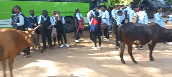 മലമ്പുഴ പഞ്ചായത്ത് പരിധിയില്‍ അല‍ഞ്ഞുതിരിഞ്ഞു നടക്കുന്ന തെരുവുമാടുകളുടെ ശല്യം രൂക്ഷമാകുന്നു. തെരുവുമാടുകളെ പിടിച്ചുകെട്ടാൻ പഞ്ചായത്ത് തയ്യാറാകണമെന്ന് ആവശ്യപ്പെട്ട് നാട്ടുകാര്‍