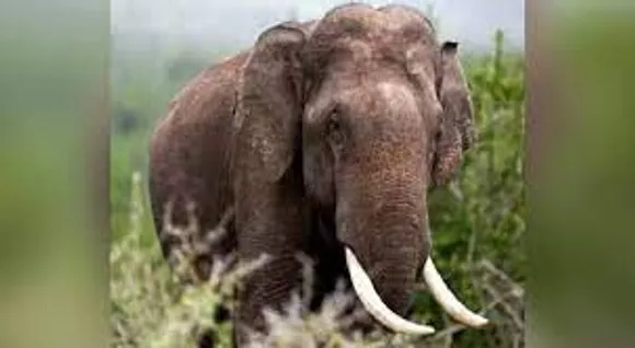 അരിക്കൊമ്പനെ പൂട്ടാൻ എതാനും ദിവസം മാത്രം ബാക്കി നിൽക്കെ ആനയുടെ സഞ്ചാരപഥം കൃത്യമായി നിരീക്ഷിക്കാൻ അഞ്ചംഗ സംഘത്തെ നിയോഗിച്ച് വനംവകുപ്പ്