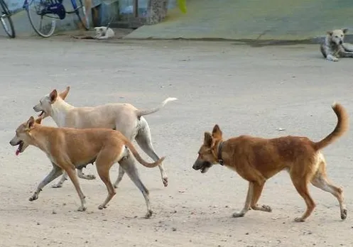 കൊല്ലത്ത് തെരുവ് നായയുടെ കടിയേറ്റ് ആറ് പേർക്ക് പരിക്ക്, പരാതിയുമായി നാട്ടുകാർ