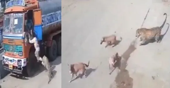 പുള്ളിപ്പുലിയുടെ ആക്രമണത്തില്‍ നിന്നും യുവാക്കള്‍ക്ക് ജീവന്‍ തിരിച്ചു കിട്ടിയത് തലനാരിഴയ്ക്ക്;  ലോറിയിലേക്ക് ഓടിക്കയറിയ യുവാവിന്റെ കാലില്‍ കടിച്ചു വലിച്ച് പുലി, രക്ഷയ്ക്ക് പാഞ്ഞെത്തിയത് തെരുവുനായ്ക്കളും; വീഡിയോ വൈറല്‍