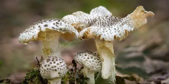 മേ​ഘാ​ല​യ​യി​ൽ വി​ഷ​ക്കൂ​ൺ ക​ഴി​ച്ച് മൂ​ന്ന് പേ​ർ മ​രി​ച്ചു