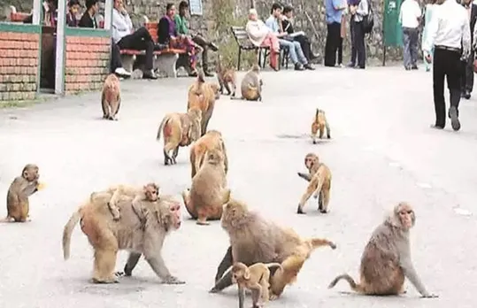 ആൾക്കുരങ്ങിന്റെ ശബ്ദമനുകരിക്കാൻ കഴിവുണ്ടോ ? എങ്കിൽ ഡൽഹി എയിംസിൽ ജോലി ലഭിക്കാൻ സാദ്ധ്യതയുണ്ട് !