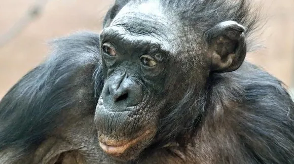 ലോകത്തിലെ പ്രായംകൂടിയ സ്ത്രീ കുരങ്ങ് ചത്തു