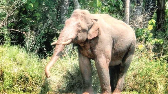 അരിക്കൊമ്പന്‍ ദൗത്യം ഇന്ന് പുലര്‍ച്ചെ ആരംഭിക്കും; ചിന്നക്കനാല്‍, ശാന്തന്‍പാറ പഞ്ചായത്തുകളില്‍ നിരോധനാജ്ഞ