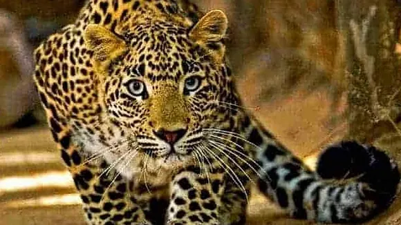 തിരുപ്പതിയിൽ മൂന്നു വയസുകാരനെ ആക്രമിച്ച പുലിയെ പിടി കൂടി