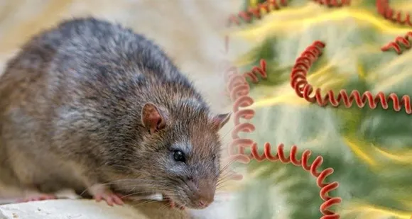 എലിപ്പനിക്കെതിരെ ജാഗ്രത പാലിക്കണമെന്ന് ഇടുക്കി ജില്ലാ മെഡിക്കല്‍ ഓഫീസര്‍ ഡോ. പ്രിയ എന്‍ അറിയിച്ചു