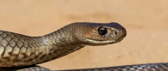 അട്ടപ്പാടിയിൽ മൂന്നര വയസ്സുകാരി പാമ്പ് കടിയേറ്റ് മരിച്ചു