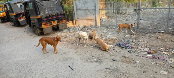 പാലക്കാട് കുടുംബ കോടതി പരിസരം തെരുവുനായ്ക്കളുടെ പിടിയിൽ