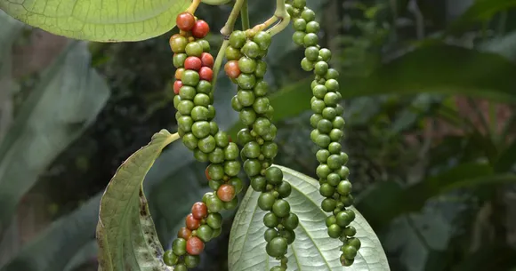 മഴക്കാലമെത്താറായി; കുരുമുളക് കൃഷി ചെയ്യാം...