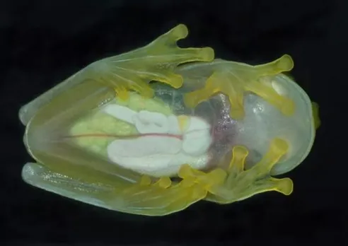 ബൊളീവിയയില്‍ അപൂര്‍വയിനം 'ഗ്ലാസ് തവളയെ' കണ്ടെത്തി