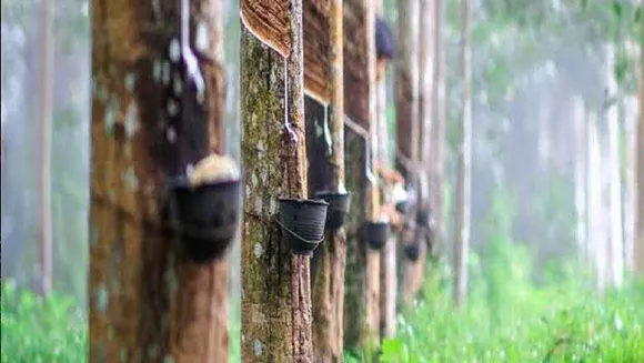 റബ്ബർ കർഷകർക്ക് ആശ്വാസം; റബ്ബർ സബ്സിഡിക്ക് 600 കോടി അനുവദിച്ച് ധനമന്ത്രി