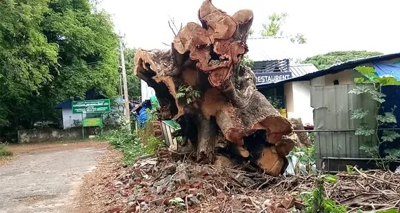 മരമുത്തശ്ശിയുടെ മൃതാവശിഷ്ടം അനാഥമായി കിടക്കുന്നു !