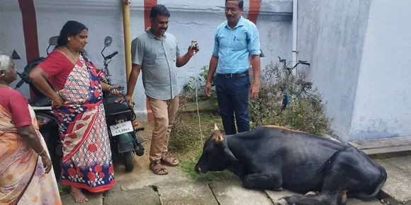 ഉടമയാരെന്നറിയാതെ അയ്യപുരം ശ്രീ പെരുമാൾ സ്വാമി ക്ഷേത്ര പരിസരത്ത് അവശനിലയില്‍ കാളക്കൂറ്റന്‍