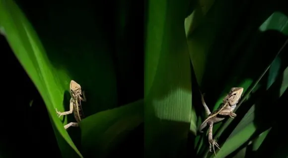 ആലപ്പുഴ സ്വദേശിയുടെ ചിത്രം ഫീച്ചർ ചെയ്ത് ആപ്പിൾ