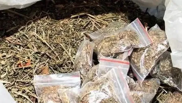 പാലക്കാട് 200 കിലോ കഞ്ചാവുമായി അഞ്ച് പേർ പിടിയിൽ; ബംഗാളിൽ നിന്നുള്ള ബസിൽ കടത്താൻ ശ്രമിച്ച കഞ്ചാവ് പിടികൂടി; കഞ്ചാവ് കൈപ്പറ്റാൻ വന്ന നാല് പേരും വോള്‍വോ ബസ് ഡ്രൈവറും പിടിയില്‍