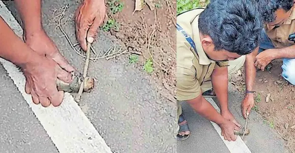 ട്രാൻസ്ഫോമറിനു സമീപം ഷോക്കേറ്റു വീണ അണ്ണാനു കൃത്രിമശ്വാസോച്ഛ്വാസം നൽകി ജീവിതത്തിലേക്ക് തിരികെയെത്തിച്ച് കെഎസ്ഇബി ജീവനക്കാർ !