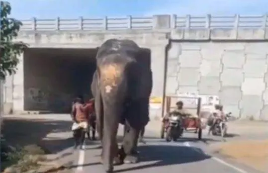 വീണ്ടും കണ്ണില്ലാത്ത ക്രൂരത!; ആനയെ മുന്‍കാലുകള്‍ ചങ്ങല കൊണ്ട് ചേര്‍ത്ത് കെട്ടി, നടക്കാന്‍ പോലും കഴിയാത്ത മിണ്ടാപ്രാണിക്ക് ക്രൂര മര്‍ദ്ദനം, ദൃശ്യങ്ങള്‍ പുറത്ത്